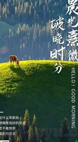 足球比分网1-足球比分网1，足球迷的线上战场与信息枢纽